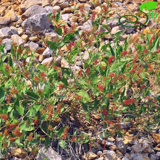 Phytolaccaceae-Şekerciboyasıgiller