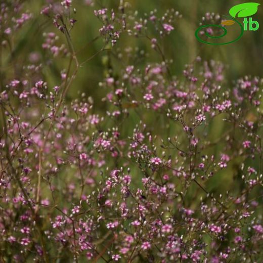 Gypsophila aucheri