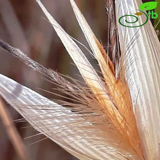 Avena sterilis