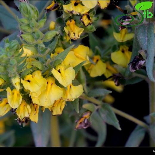 Rhynchocorys-Filburnu