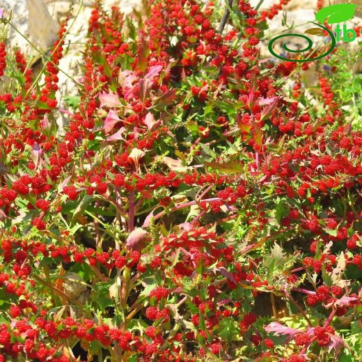 Amaranthaceae-Horozibiğigiller