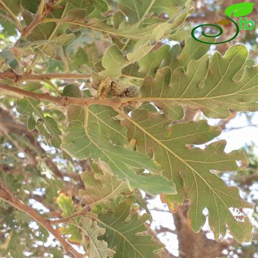 Quercus pubescens