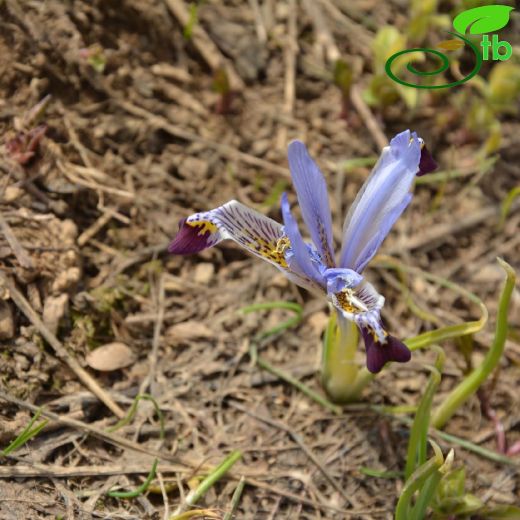 Iridaceae-Süsengiller