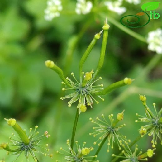 Chaerophyllum-Handok