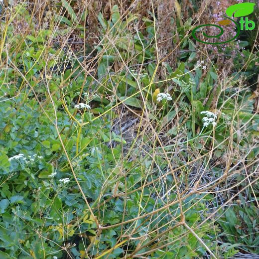 Crenosciadium siifolium