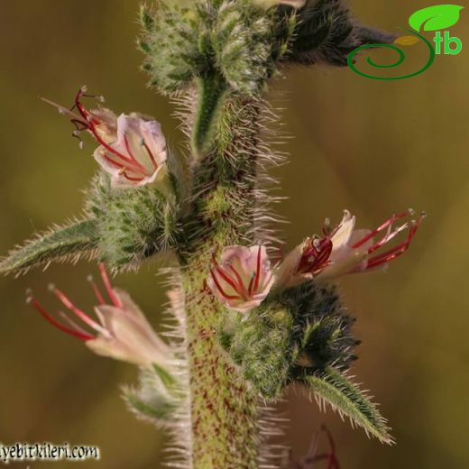 Echium glomeratum