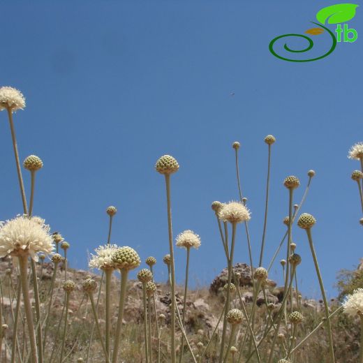 Cephalaria anamurensis