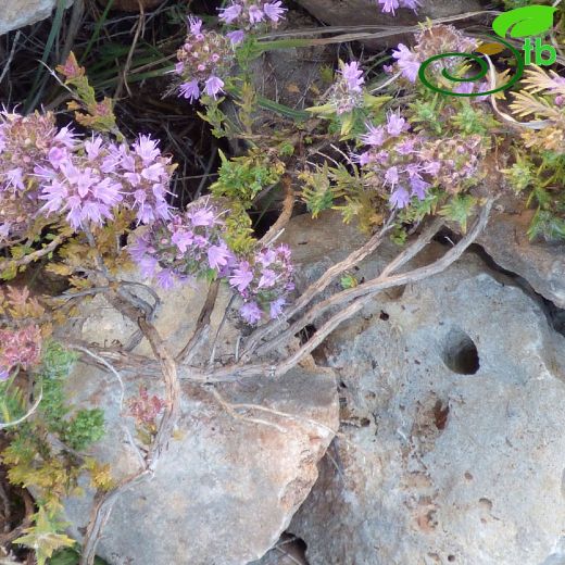 Lamiaceae-Ballıbabagiller