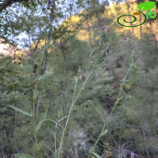 Cirsium creticum