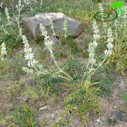 Phlomoides-Benliçalba