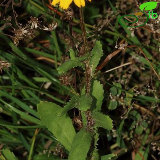 Coleostephus-Çayırgüzeli