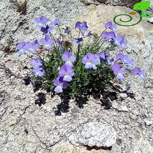 Viola gracilis