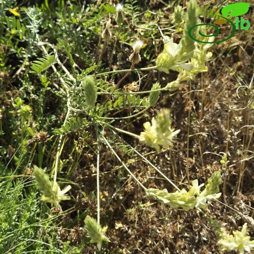 Onobrychis alba