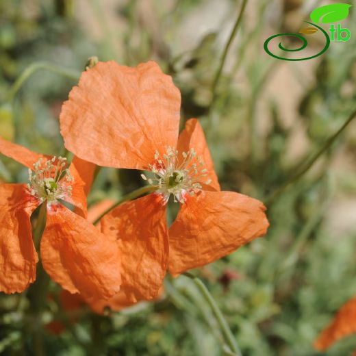 Papaver fugax