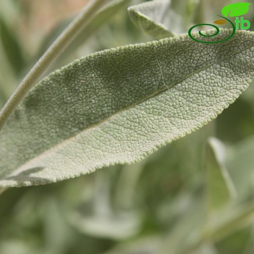 Salvia aucheri