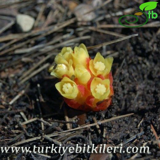 Cytinaceae-Yernarıgiller