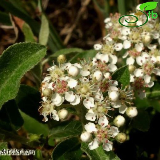 Pyracantha-Ateşdikeni