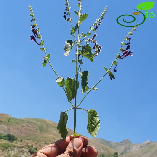 Scutellaria porphyrantha