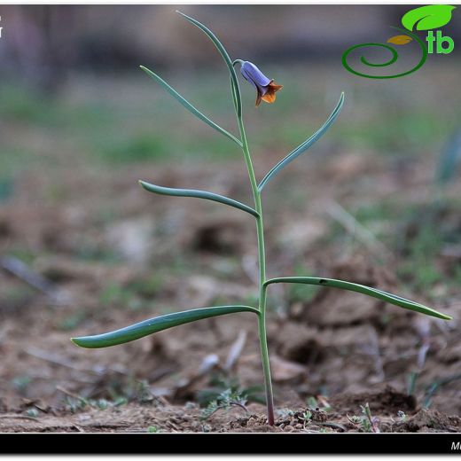 Fritillaria assyriaca