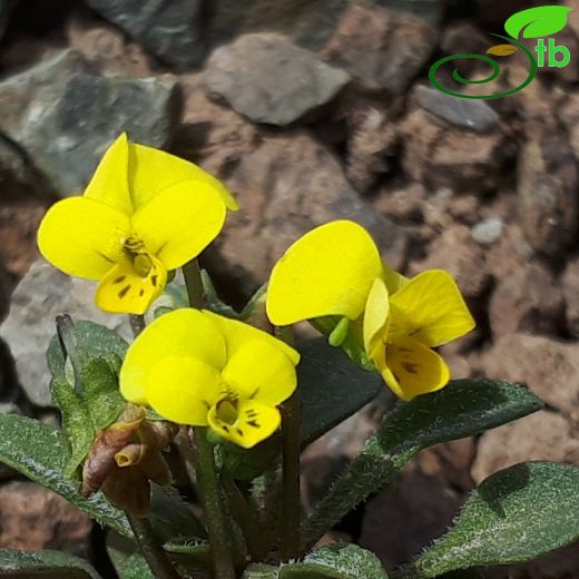 Viola denizliensis