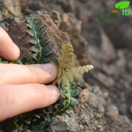Asplenium ceterach