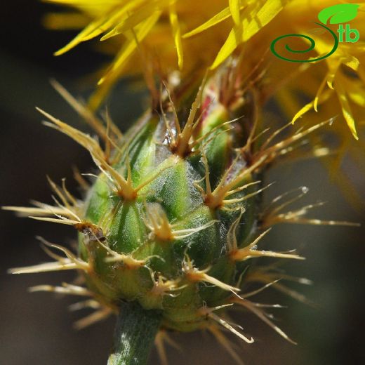 Centaurea drabifolia