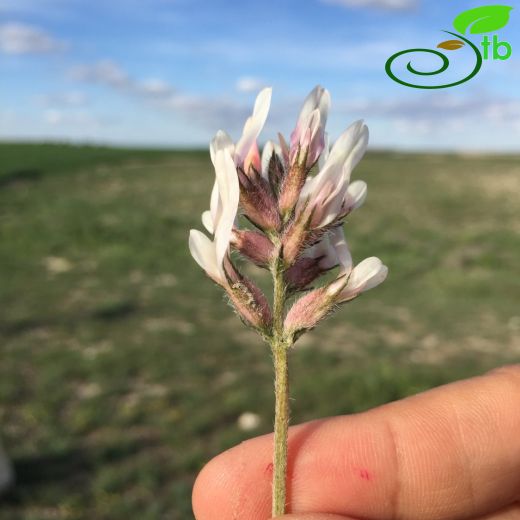 Astragalus andrasovszkyi