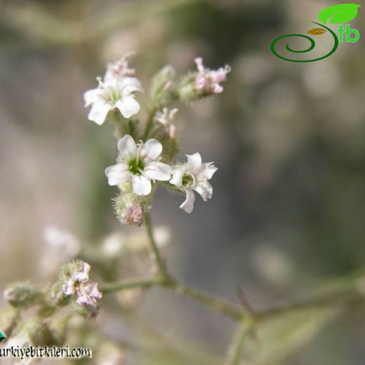 Gypsophila germanicopolitana