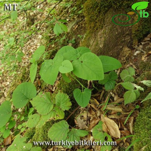 Aristolochia pontica