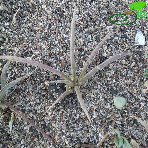 Medicago arenicola