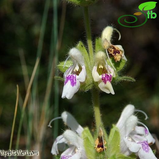 Salvia blepharochlaena