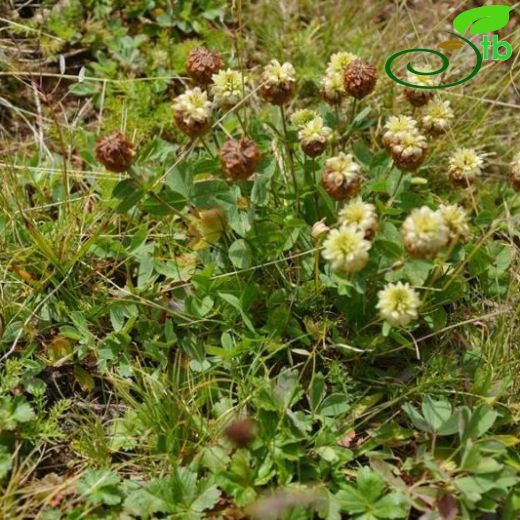 Trifolium badium