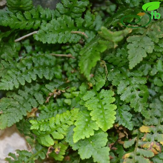 Asplenium bourgaei