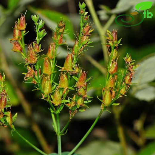 Hypericum perfoliatum