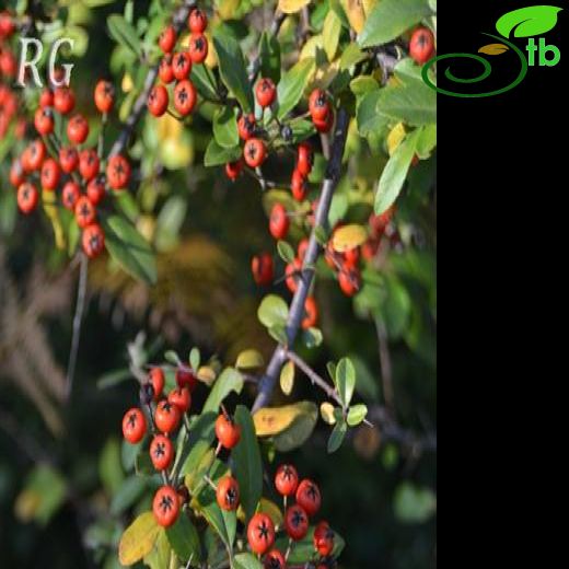 Pyracantha-Ateşdikeni