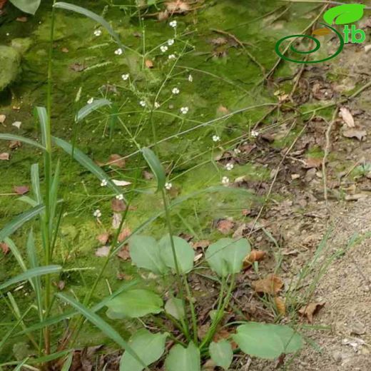 Alisma lanceolatum