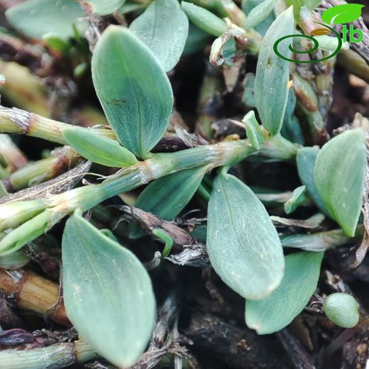 Polygonaceae-Madımakgiller