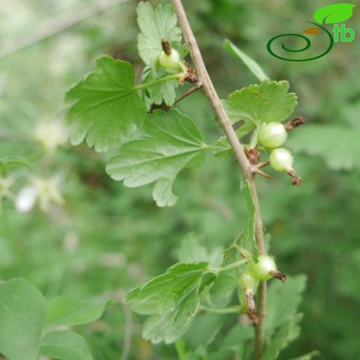 Grossulariaceae-Bektaşiüzümügiller