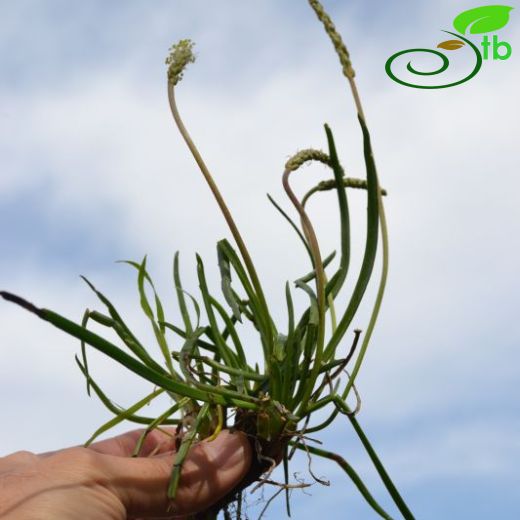 Plantago maritima