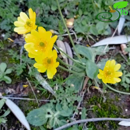 Ranunculus-Düğünçiçeği