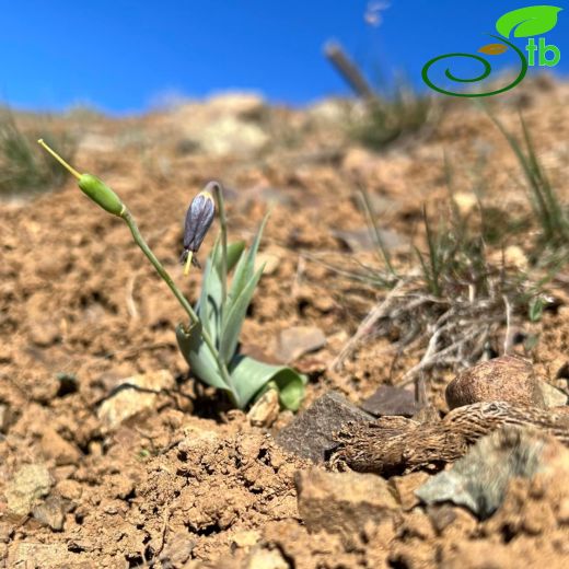 Fritillaria baskilensis