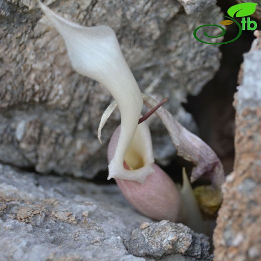 Biarum davisii