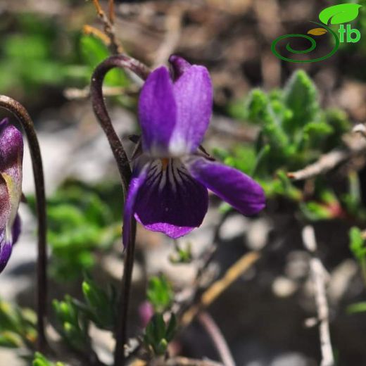 Viola isaurica