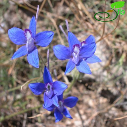 Delphinium samium