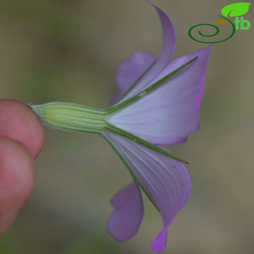 Agrostemma-Buğdaykaramuğu