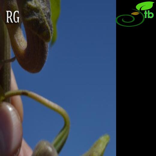 Aristolochia hirta