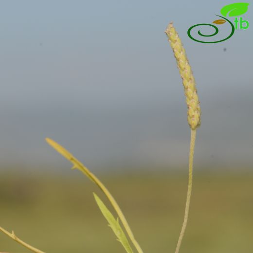 Plantago maritima