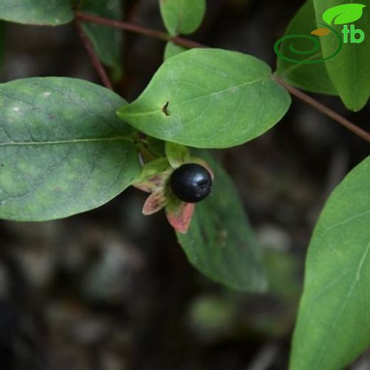 Hypericum androsaemum