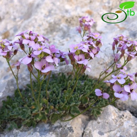 Arabis lycia