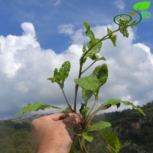 Symphytum circinnale